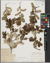 Foto von Salix aurita L.